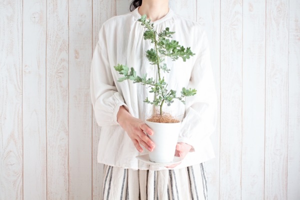 ミモザの育て方:鉢植えのミモザを持つ女性