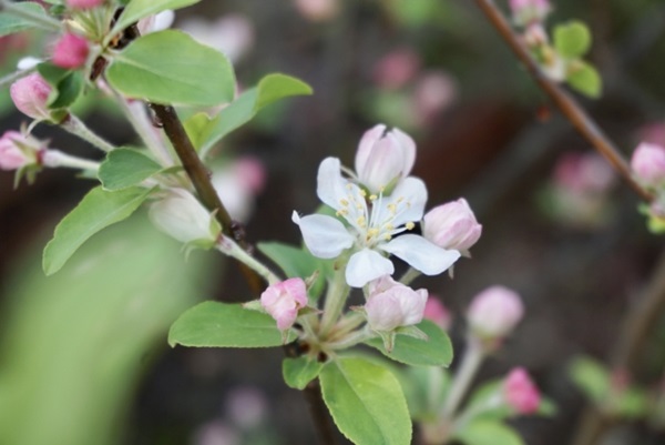 かわいい姫りんご:姫りんごの桜のような白い花