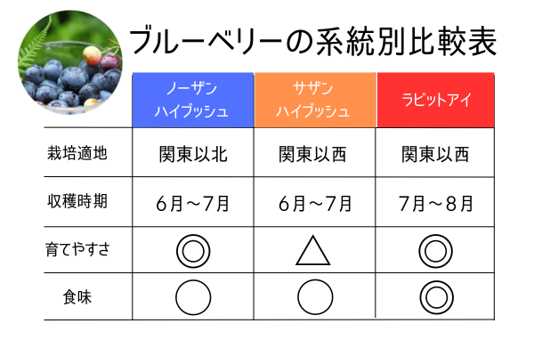 ブルーベリーの系統比較表