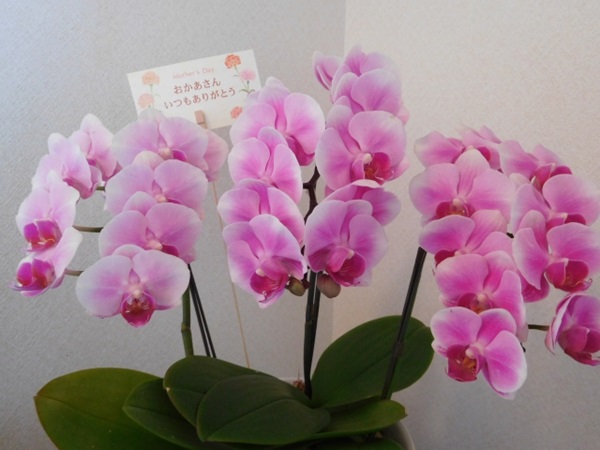オススメの母の日鉢植え:母の日のプレゼント用のピンク色胡蝶蘭