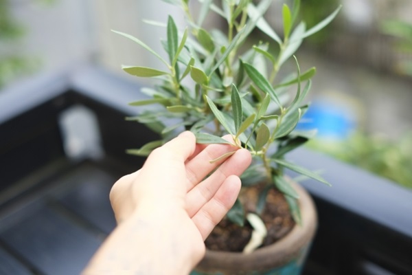 オススメの母の日鉢植え:オリーブの木に手を添える