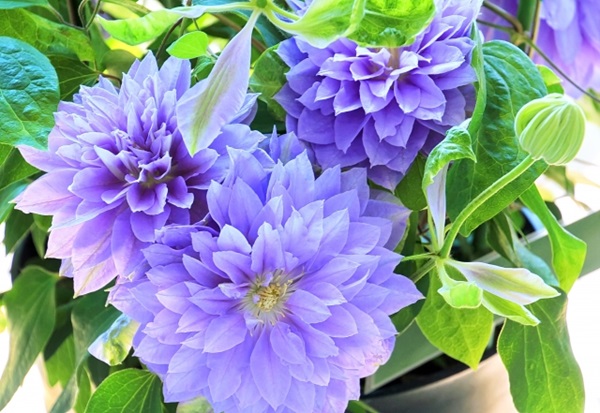 オススメの母の日鉢植え:薄い青色のクレマチス