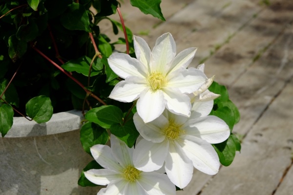 オススメの母の日鉢植え:真っ白なクレマチス