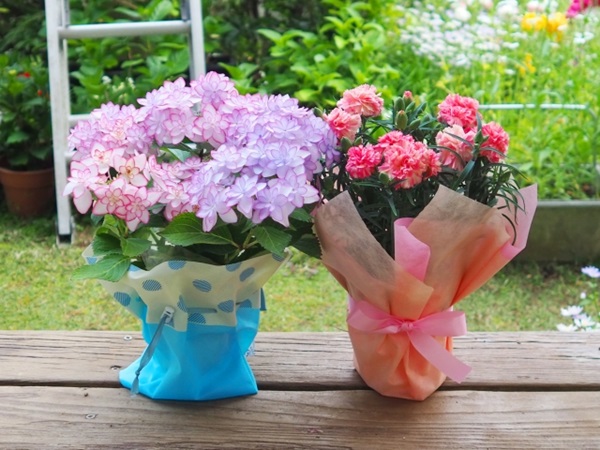 オススメの母の日鉢植え:ラッピングされたアジサイの鉢植え