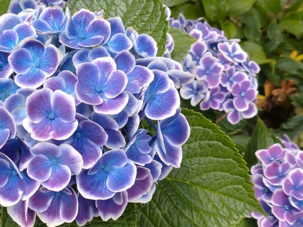 オススメの母の日鉢植え:白い淵が美しい青色のアジサイ