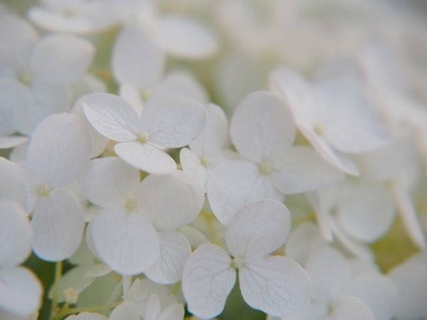 オススメの母の日鉢植え:真っ白なアジサイ