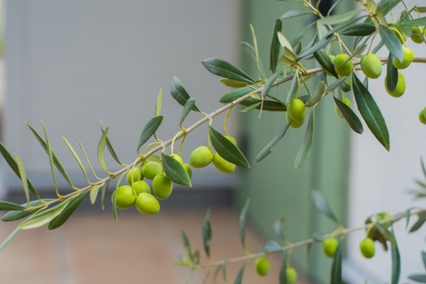 オススメの母の日鉢植え:オリーブの木の美しい実