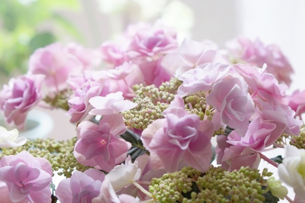 オススメの母の日鉢植え:薄いピンク色のアジサイ