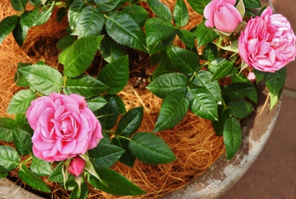 オススメの母の日鉢植え:ピンク色のミニバラ