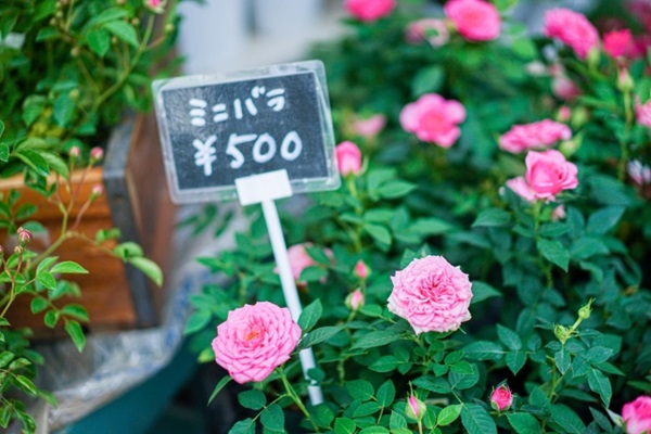 オススメの母の日鉢植え:園芸店の店先に置いてある可愛らしいミニバラ