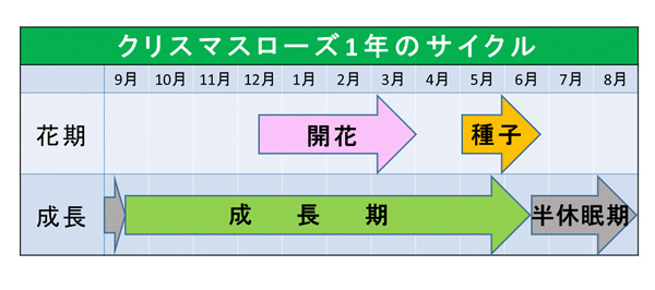クリスマスローズの1年のサイクル