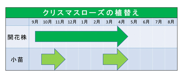 クリスマスローズの育て方①:植え付け