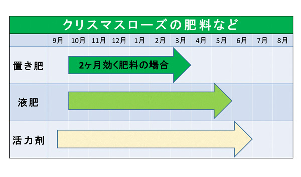 クリスマスローズの肥料を与える時期
