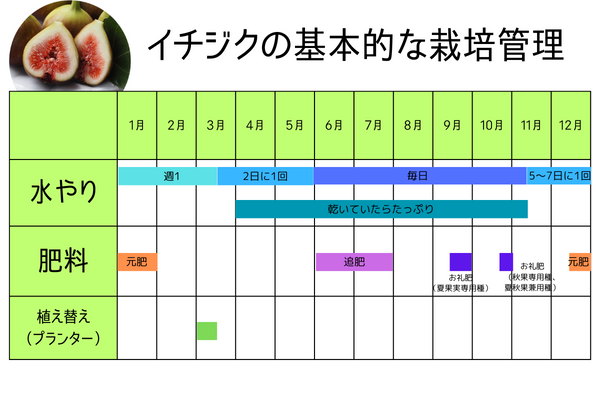 イチジクの基本的な栽培管理