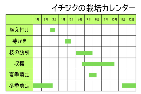 イチジクの栽培カレンダー