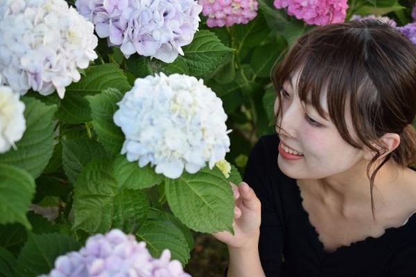 アジサイの種類:アジサイに顔を近づける女性
