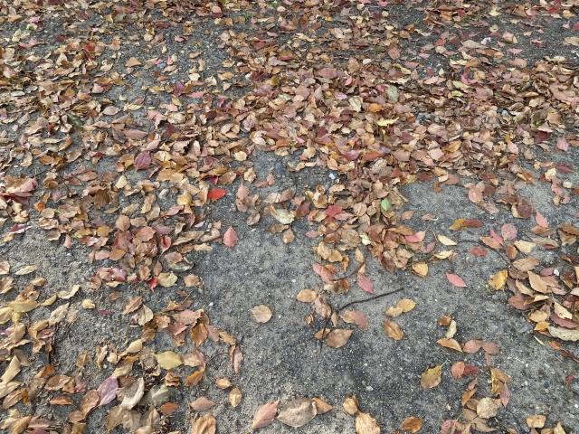 落ち葉