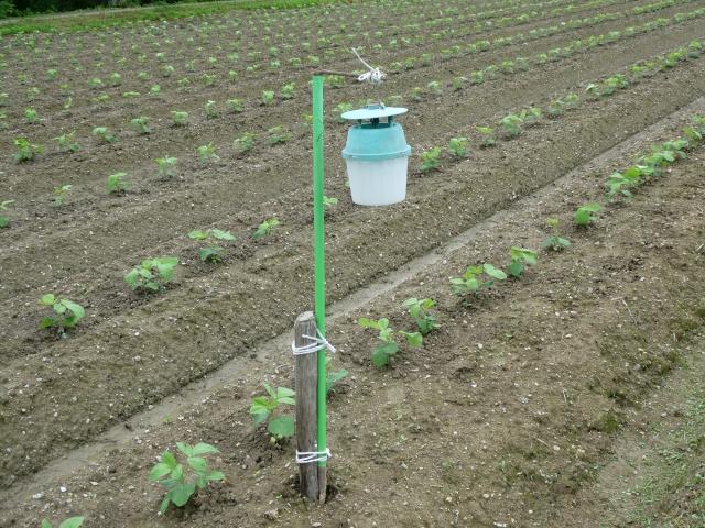 害虫駆除：カミキリムシ
