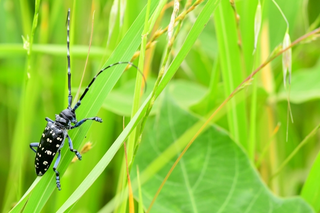 害虫駆除：草むらに潜むカミキリムシ
