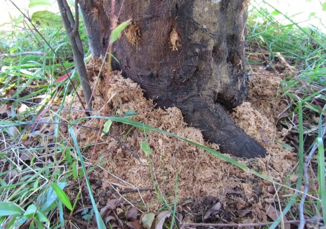 害虫駆除：カミキリムシによる木くずが発生