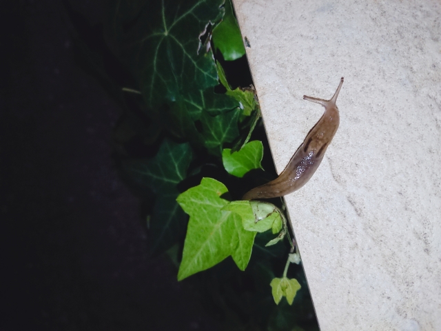 害虫駆除：夜に活動するナメクジ