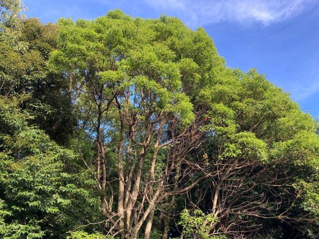 高木
