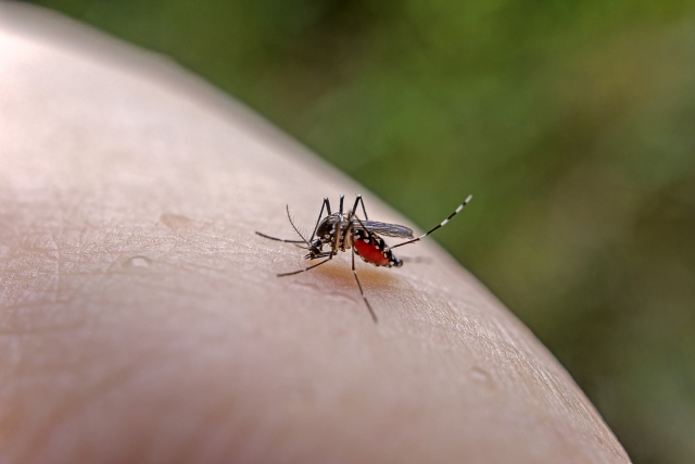 蚊の対策:腕にとまった蚊
