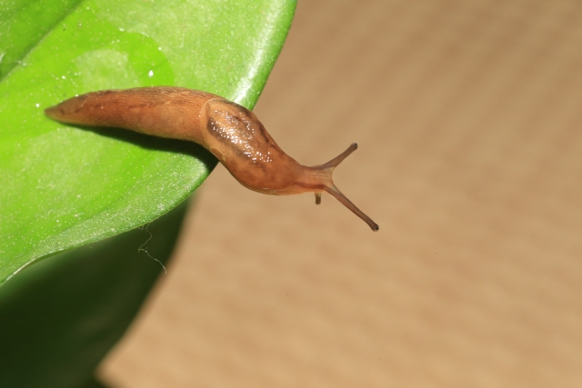 なめくじの駆除:なめくじ