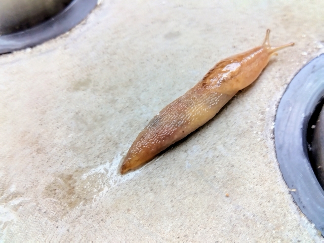 なめくじの駆除:コンクリートの上を這うなめくじ