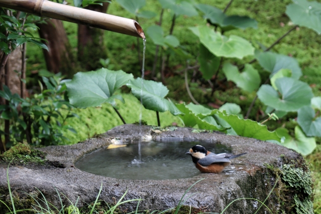 なめくじの駆除:庭に遊びに来た野鳥