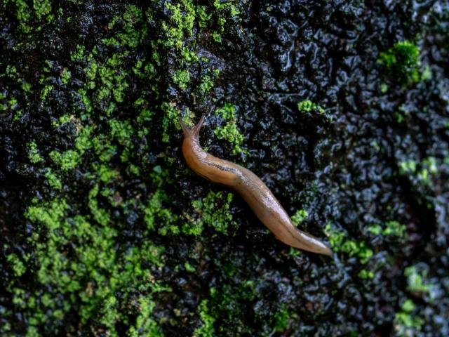なめくじの駆除:湿った苔の上を這うなめくじ