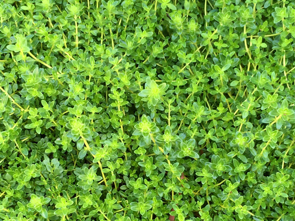 クリーピングタイムの雑草抑制効果