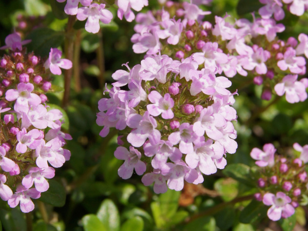 クリーピングタイムの花
