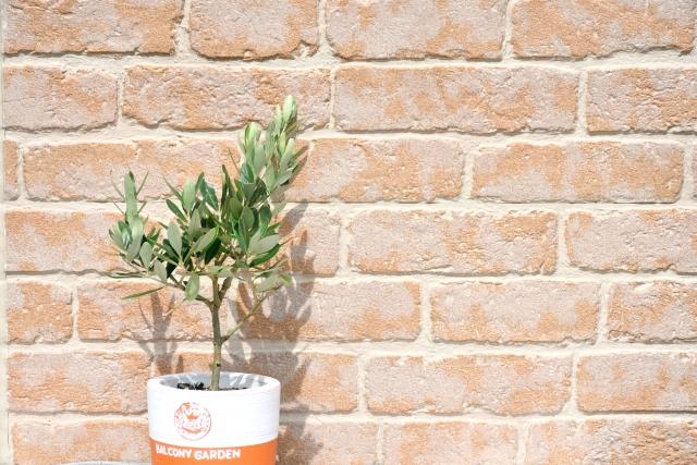 オリーブの木：鉢植えのオリーブの木と煉瓦の壁