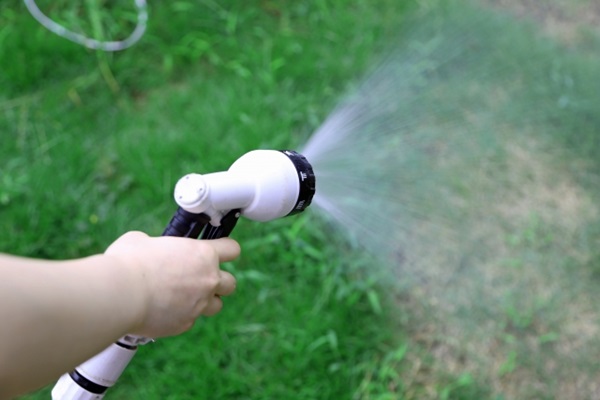 オリーブの木:お庭に水を撒く