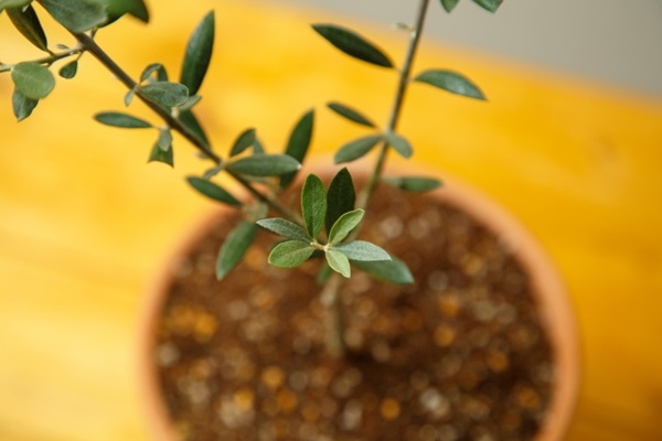 オリーブの木:鉢植えのオリーブの木の苗