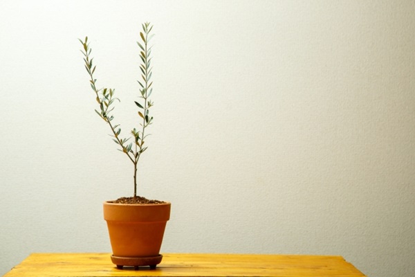 オリーブの木:鉢植えのオリーブの木の苗