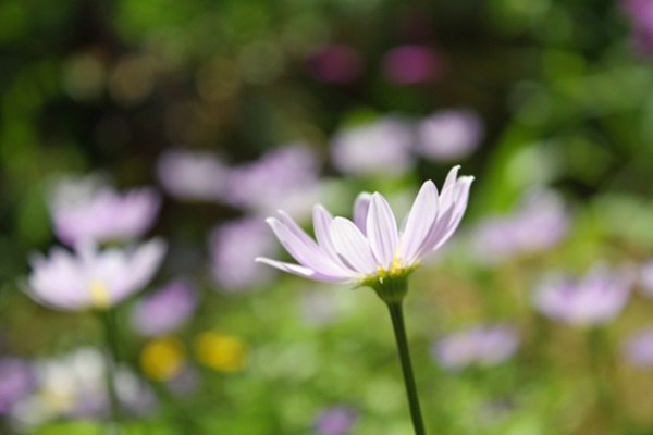 オリーブの木:春に咲く花