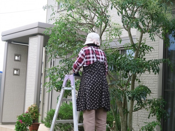剪定時期:家の玄関前の庭木を手入れする女性