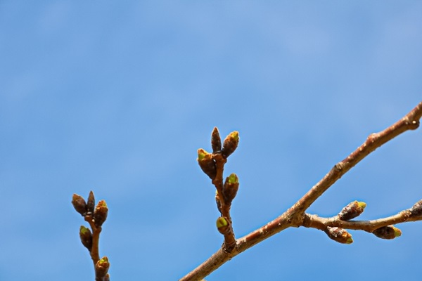 剪定時期:桜の新芽