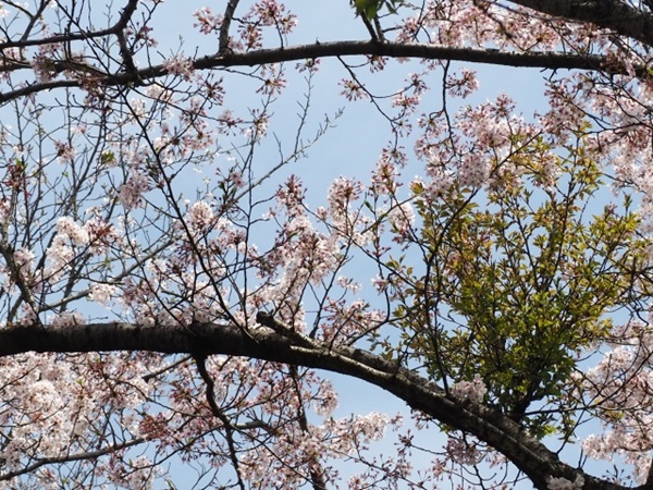 剪定時期:てんぐす病に罹った桜
