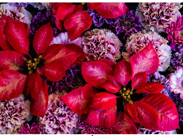 花の定期便:クリスマスアレンジメント生花