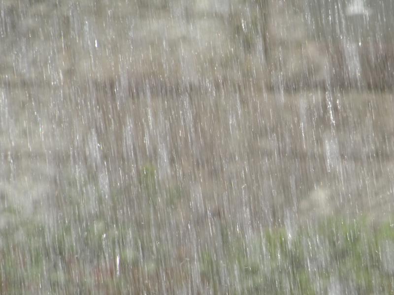 ジベレリン処理後に雨が降ってしまったら