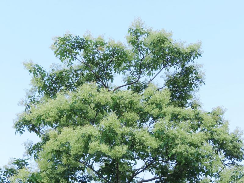 西日OKのシンボルツリー:シマトネリコ