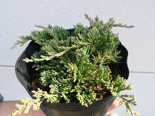 アオダモにおすすめの下草：ウィルトニー
