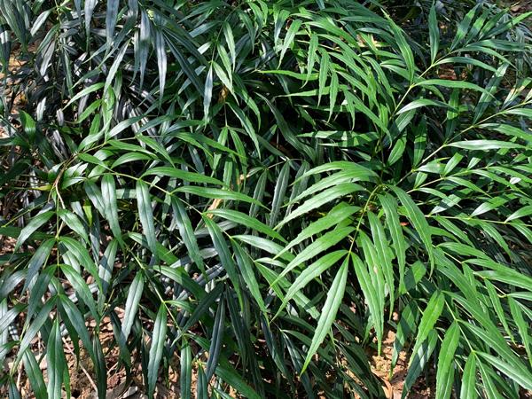 アオダモにおすすめの下草：マホニアコンフューサ