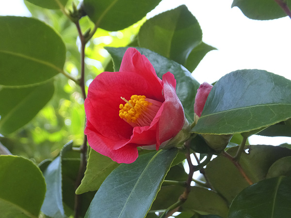 潮風に強い庭木5：ヤブツバキ