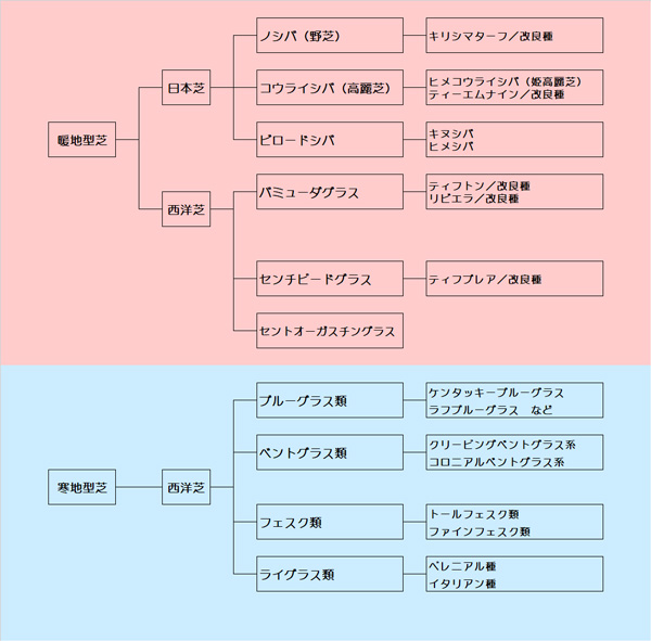 芝生の種類と特徴