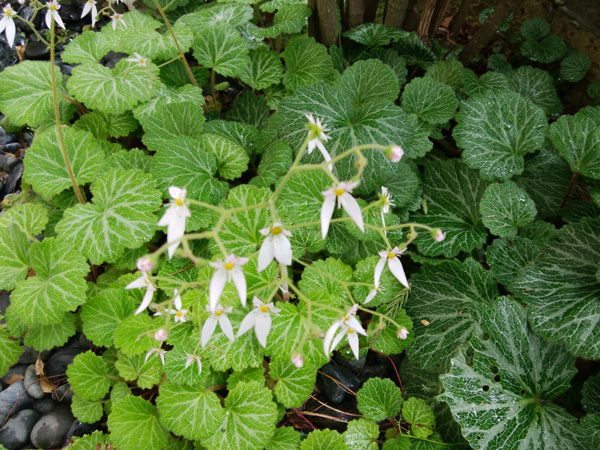 寒冷地でも花が美しいグランドカバー:ユキノシタ