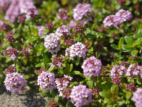 寒冷地でも花が美しいグランドカバー：クリーピングタイム